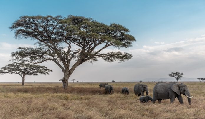 Tanzania
