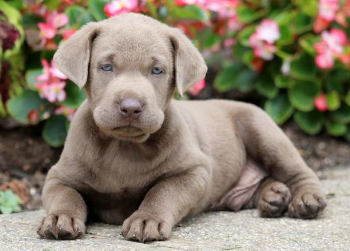 Silver Labrador Retriever