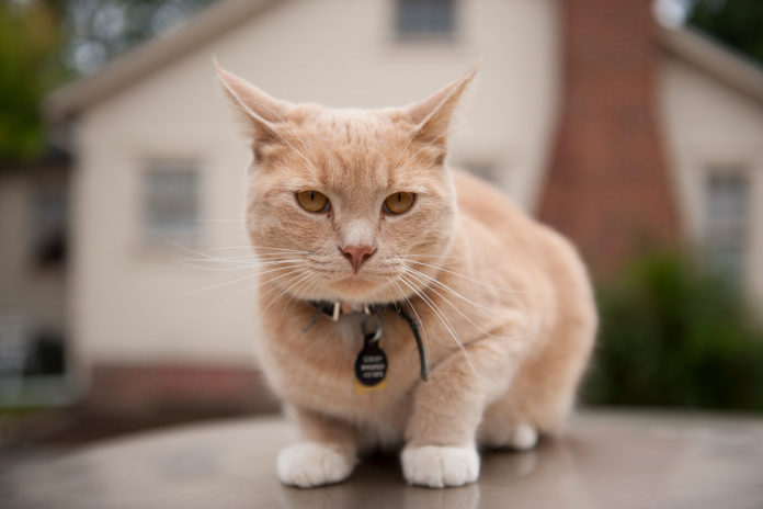 cat