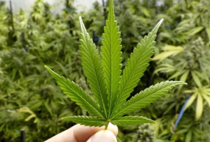 Hemp