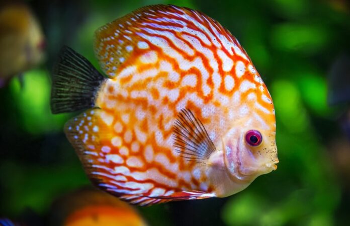 Aquarium