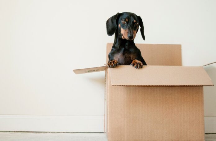Moving with Pets Hassle-Free