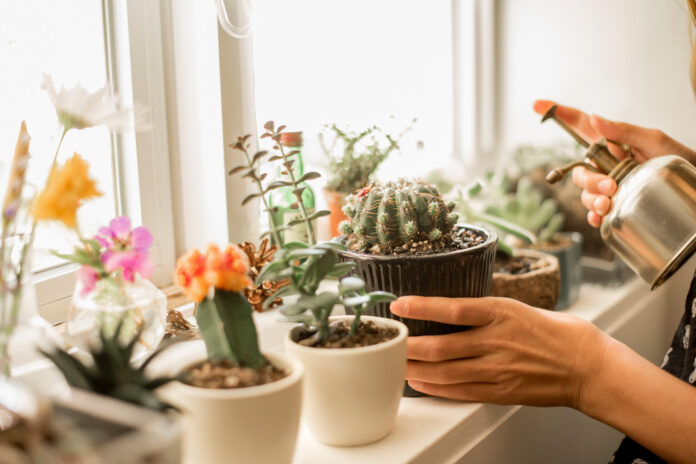 Girl tending plants on a sunny windowsill.