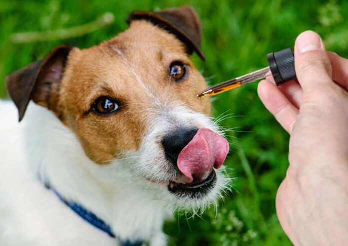 CBD Oil Dogs