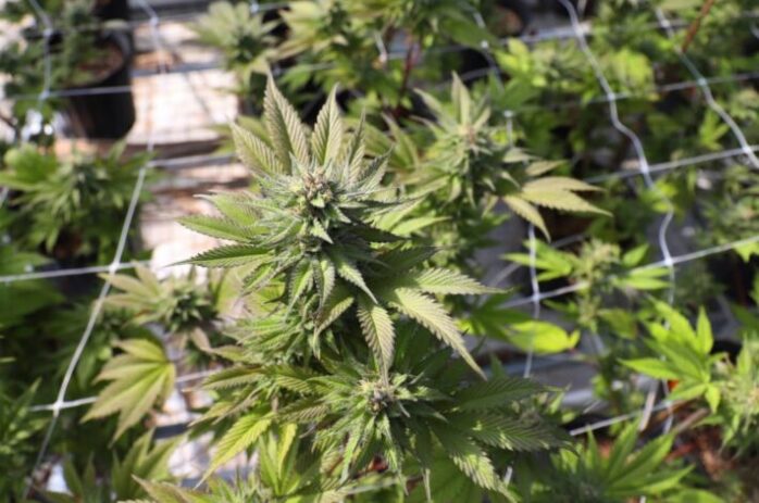 CBD Flowers