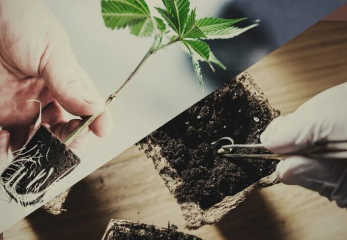 growing cannabis from seed