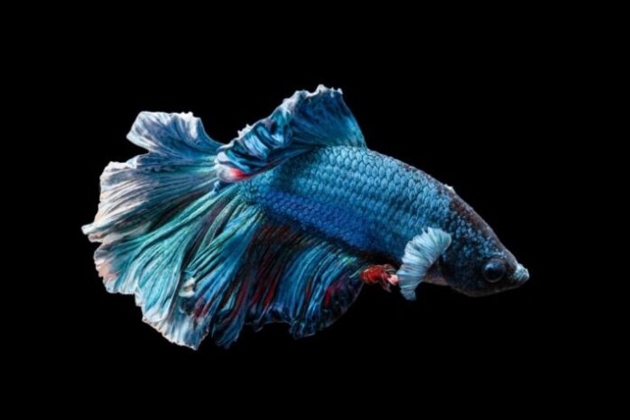 How to Cure Popeye in Betta Fish
