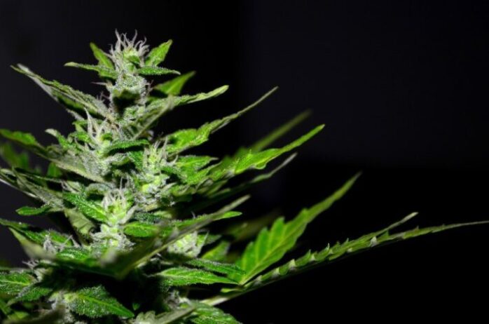 Fast Flowering Cannabis Seeds