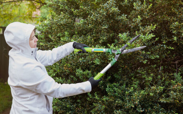 Pruning Trees