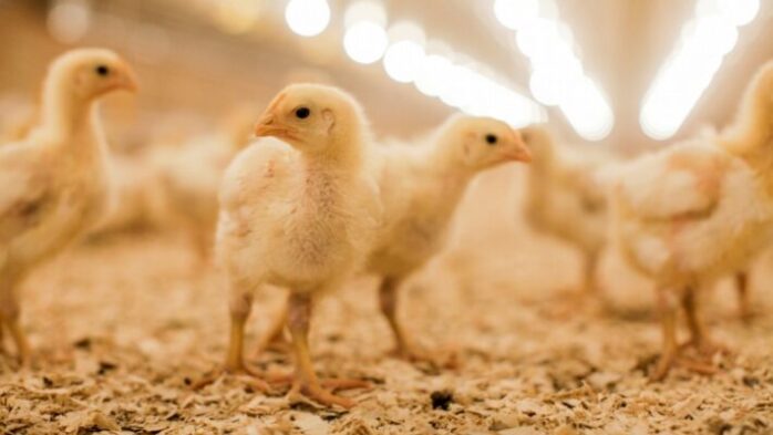 Poultry Farm Management