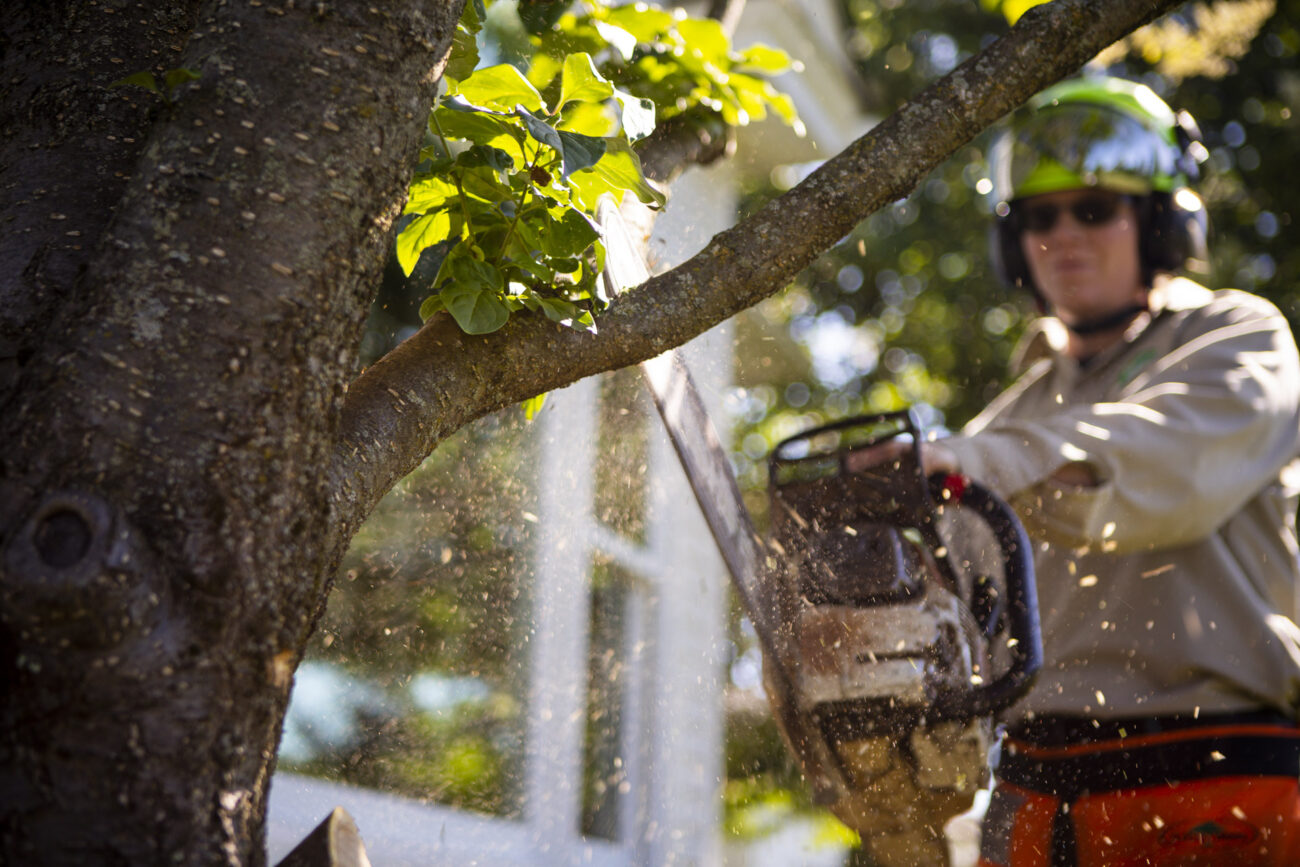 Tree Trimming