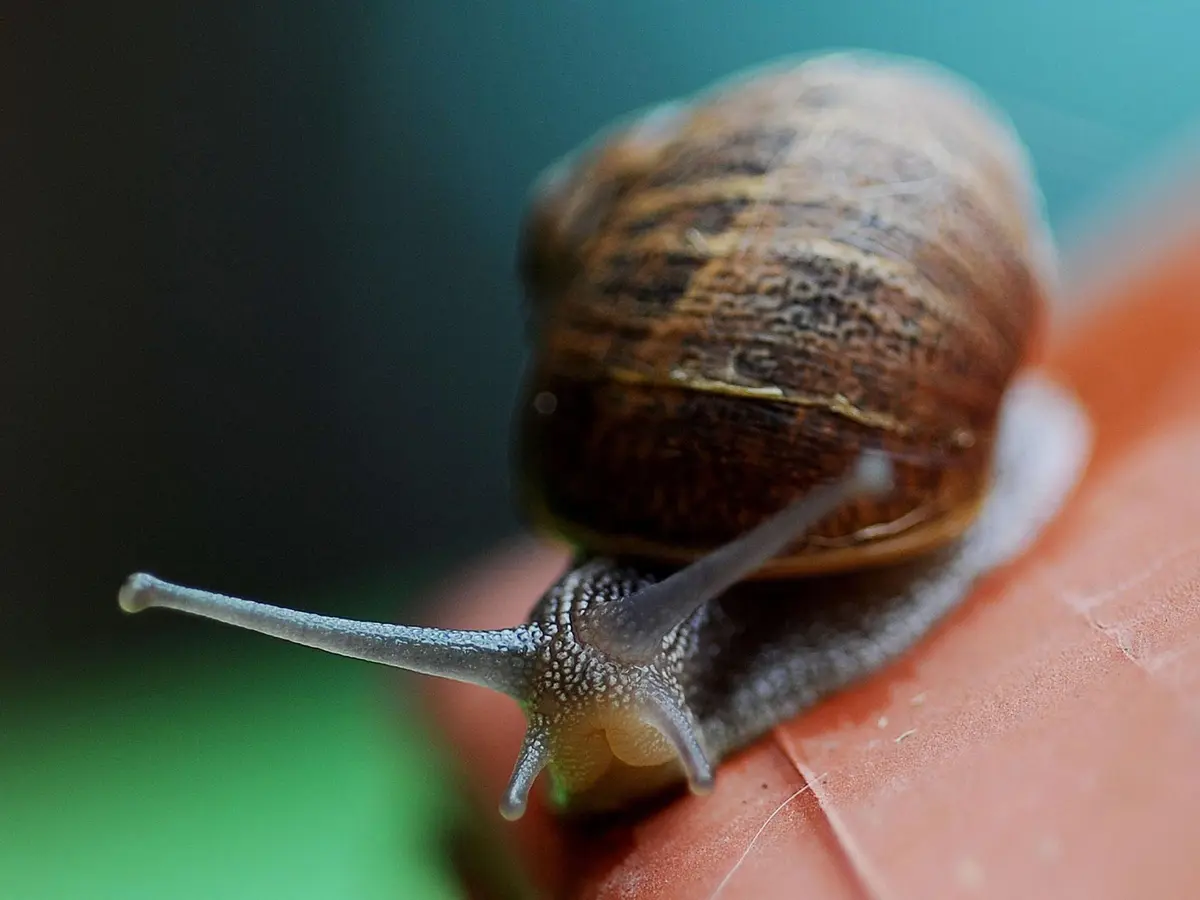 Preventing Slugs In Your House