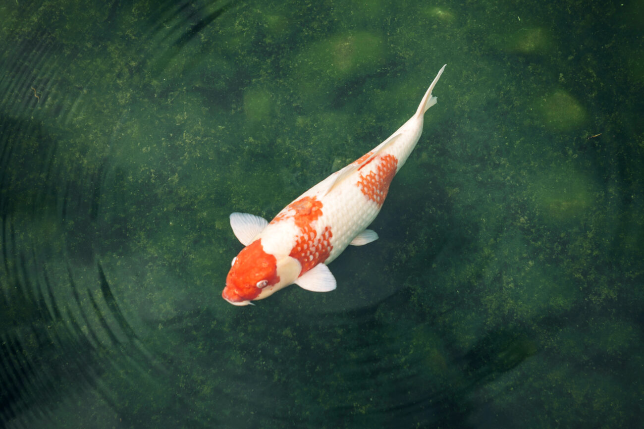 Japan, Koi carp in a pond