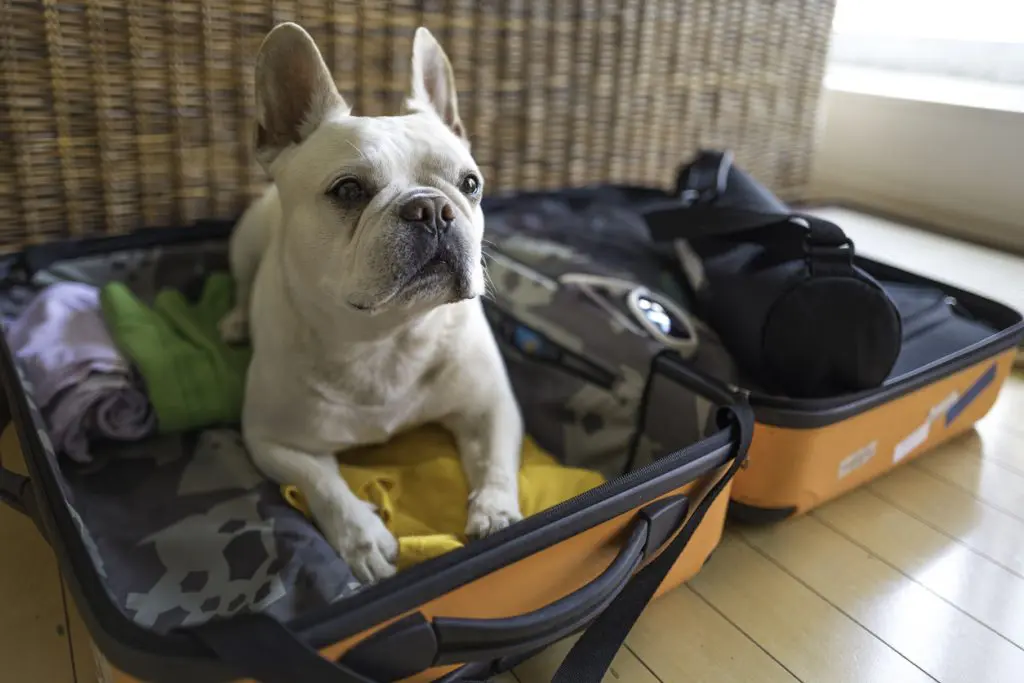 french-bulldog-in-a-suitcase-