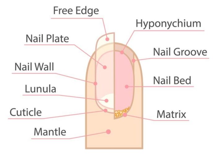 Nail's Anatomy
