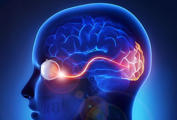 Effects of Muscimol on the Neurotransmitter System of the Brain