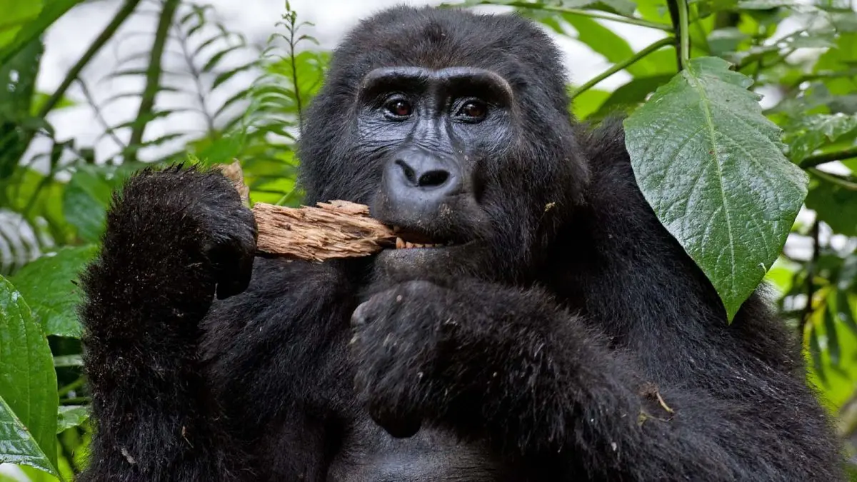 Gorilla Trekking in Rwanda