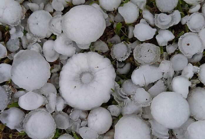 How to Protect Fruit Trees From Hail Damage During Summer - FotoLog