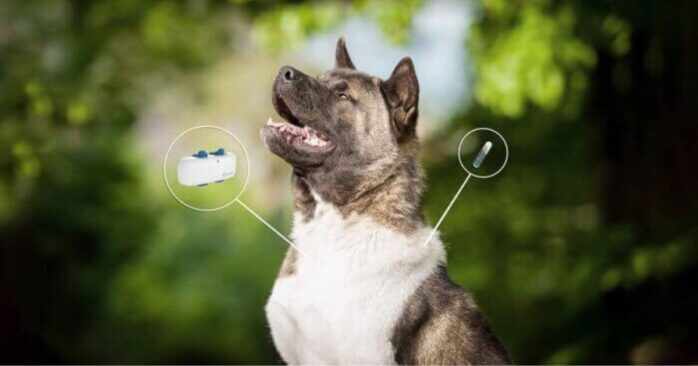 Peace of Mind How GPS Trackers Ensure You Never Lose Your Dog