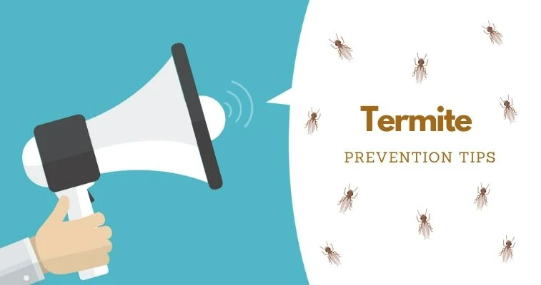 termite prevention