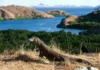 Komodo Island Wildlife and Natural Wonders