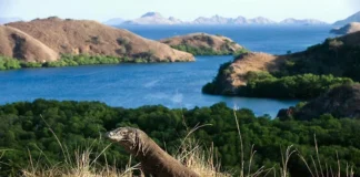 Komodo Island Wildlife and Natural Wonders