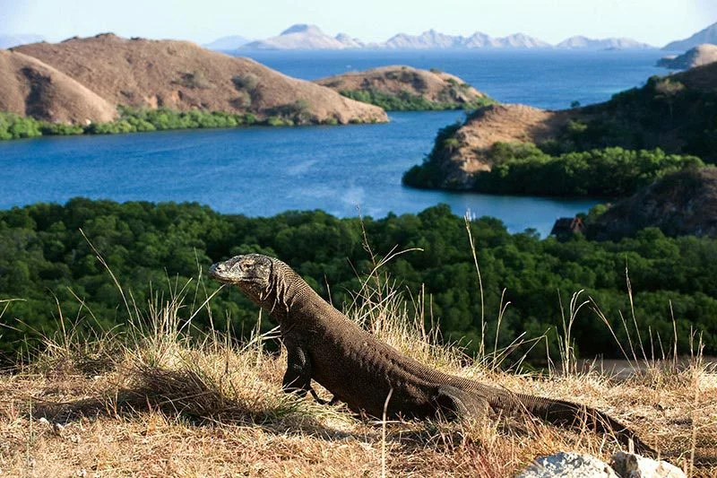 Komodo Island Wildlife and Natural Wonders Komodo Island Wildlife and Natural Wonders